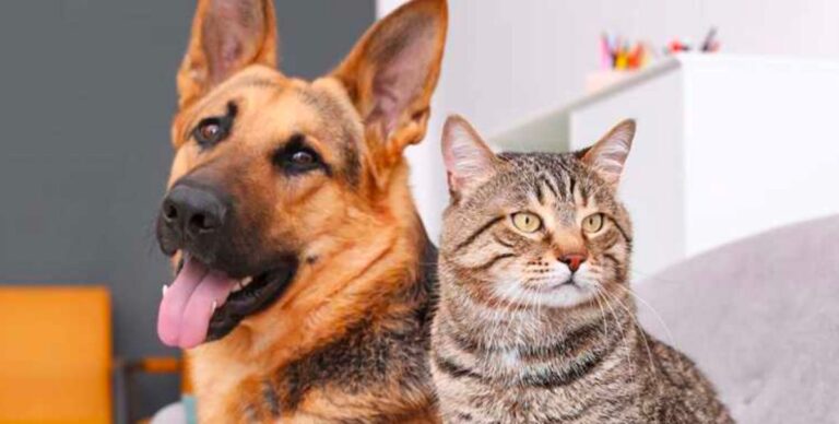 Can cats and dogs learn anything from us?