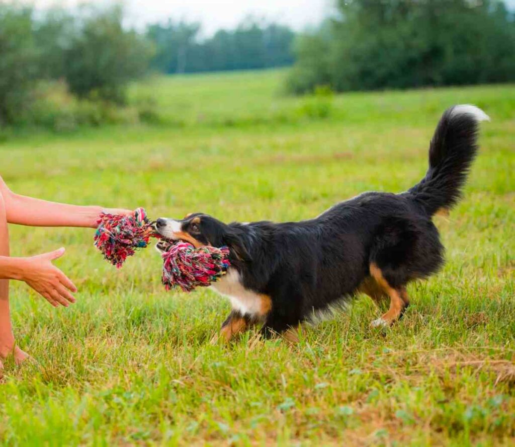 Taking Care of Your Dog If You're A Busy Pet Owner: 2 Ways