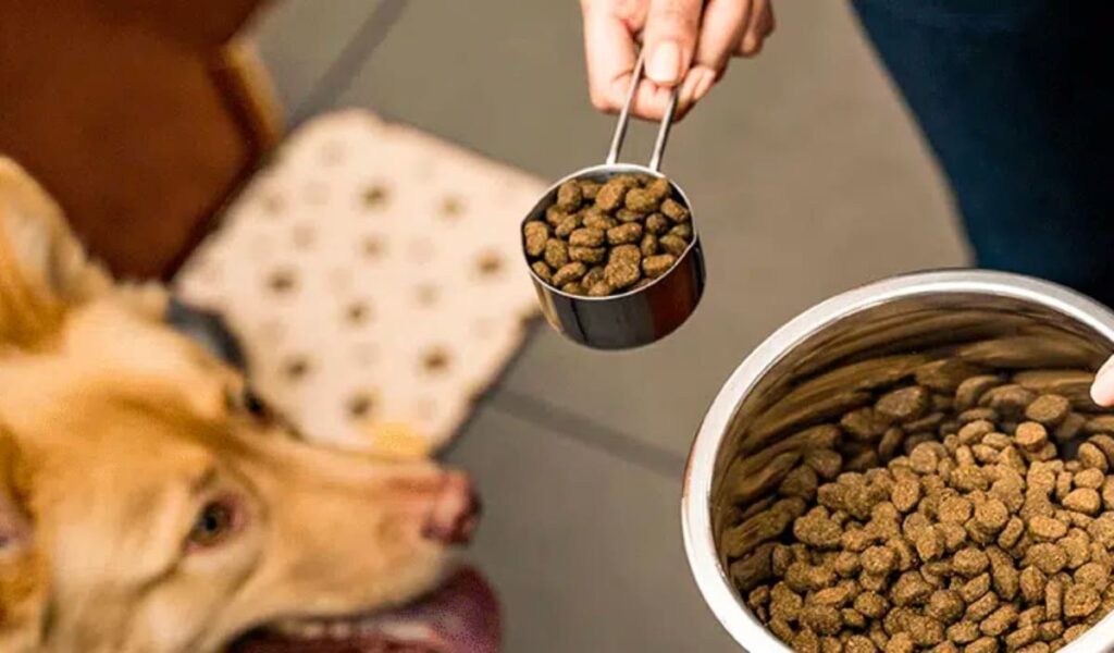 Why it's Important That Your Dog Enjoys His Food