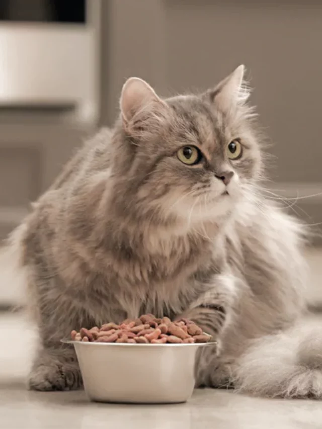 Top 10 Unsafe Foods for Cats