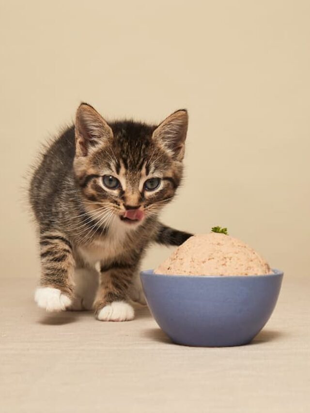 10 Best Cat Food For Healthy Cats