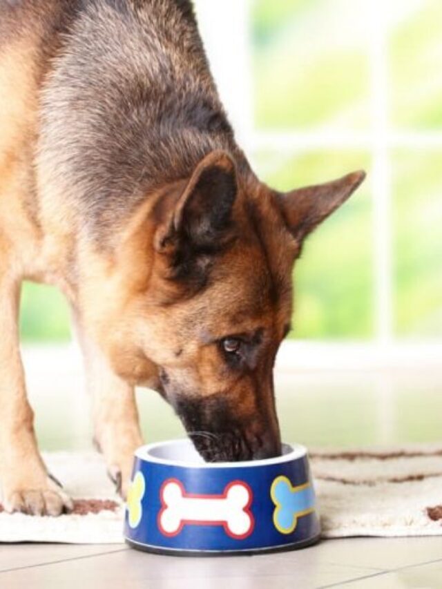 Salmon Dog Food: 10 Flavorful and Healthy Fish Formulas to Try