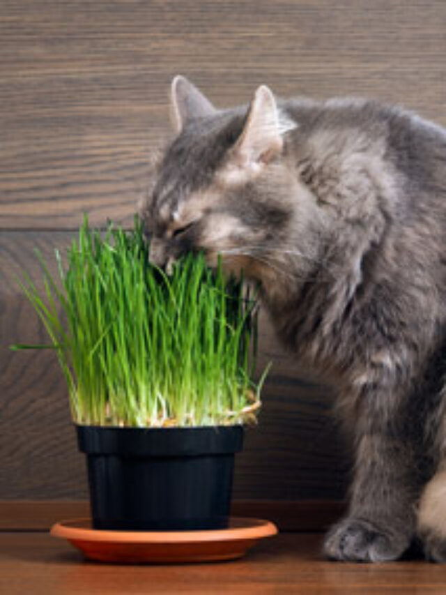 10 Common Plants Poisonous to Cats