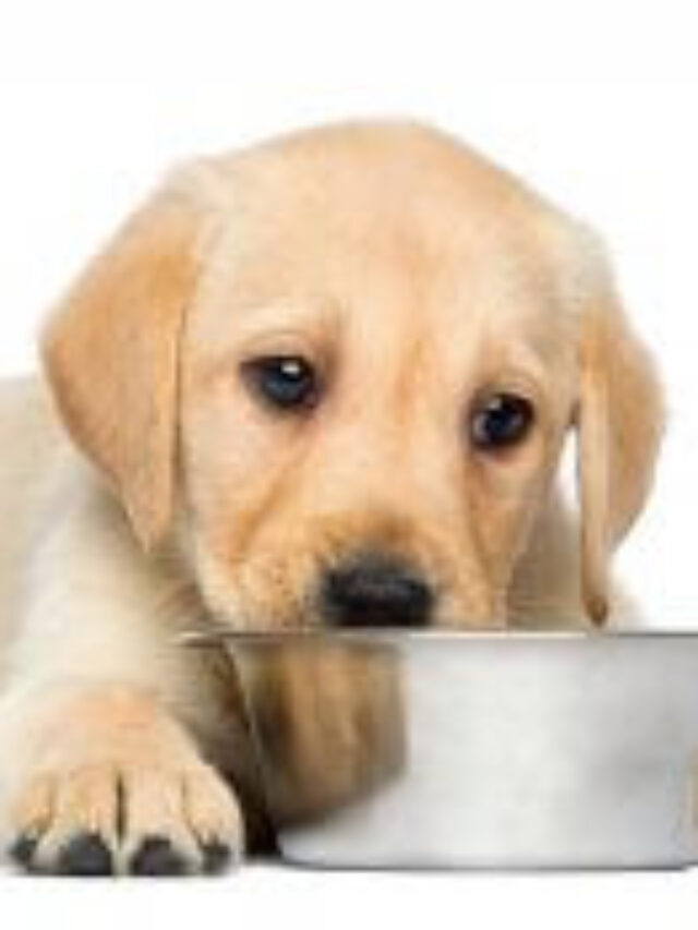 10 Best Healthy Puppy Foods