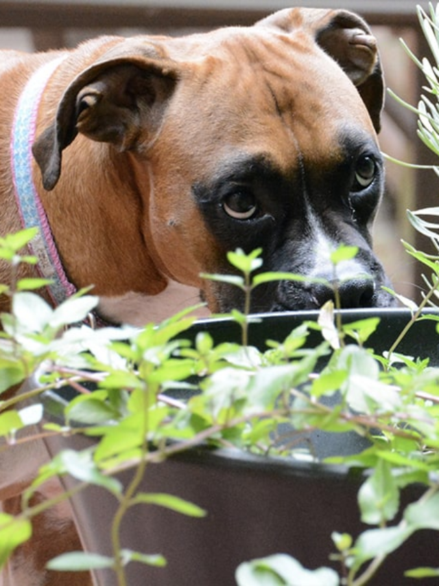 10 Plants Toxic to Dogs