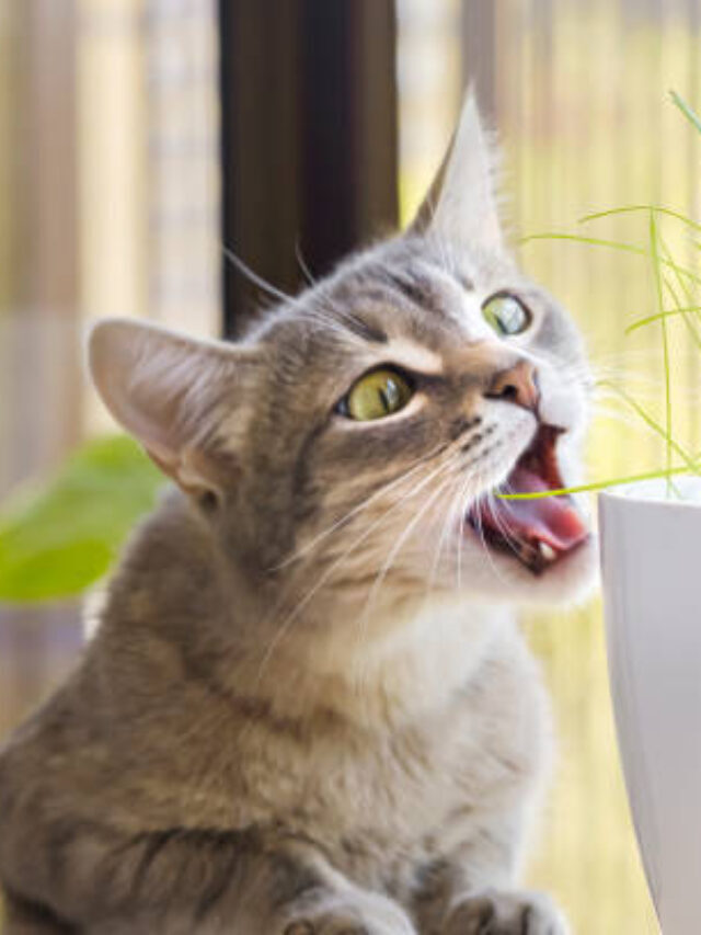 10 Plants Poisonous to Cats