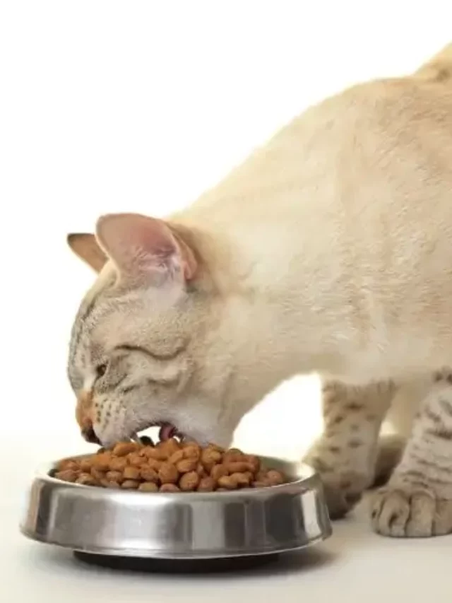10 Best and Healthy Cat Foods in 2022