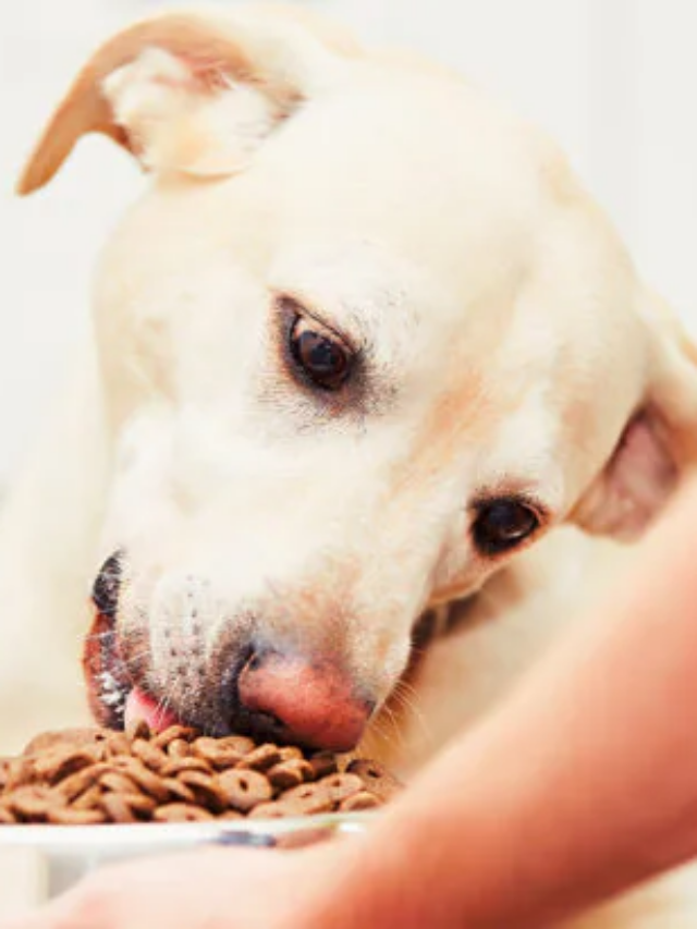 10 Simple Tips for Managing Your Dog’s Calories