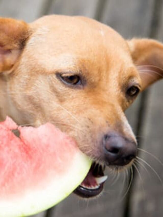 10 Best Fruits and Vegetables for Dogs