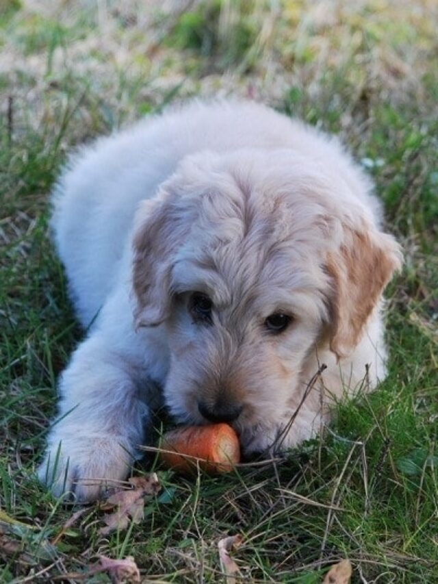 Top 10 Dog-Friendly Vegetables for a Healthy Dog
