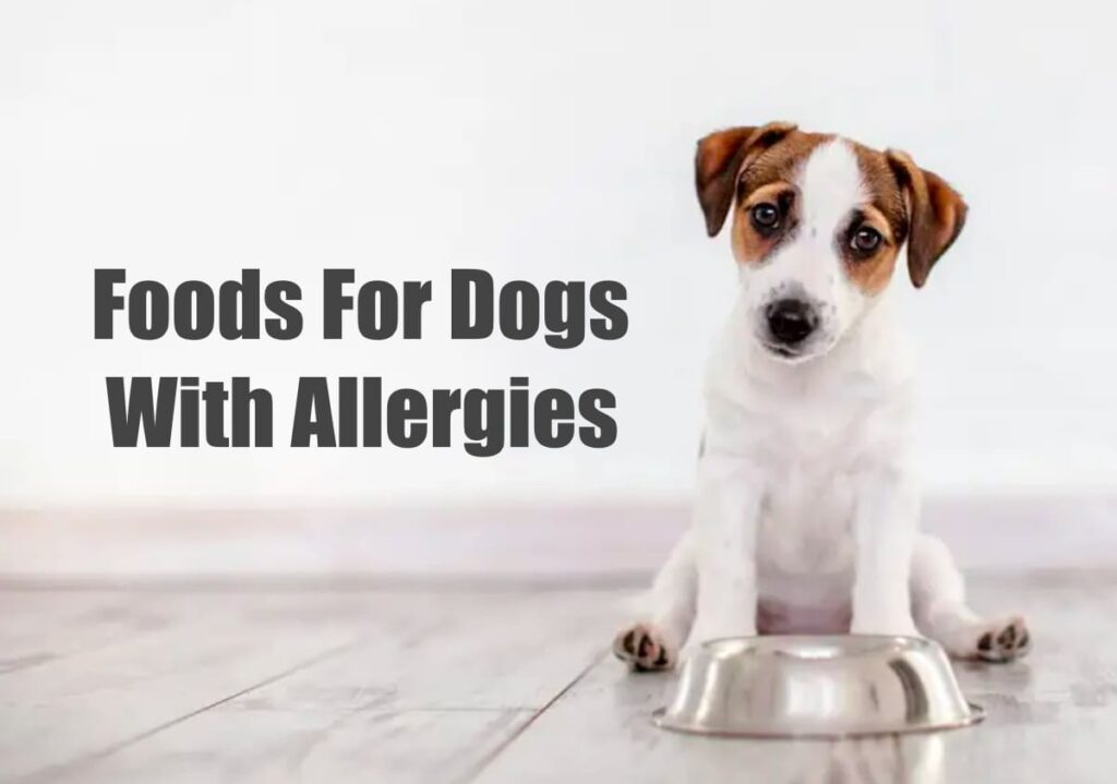 Best Foods For Dogs With Allergies