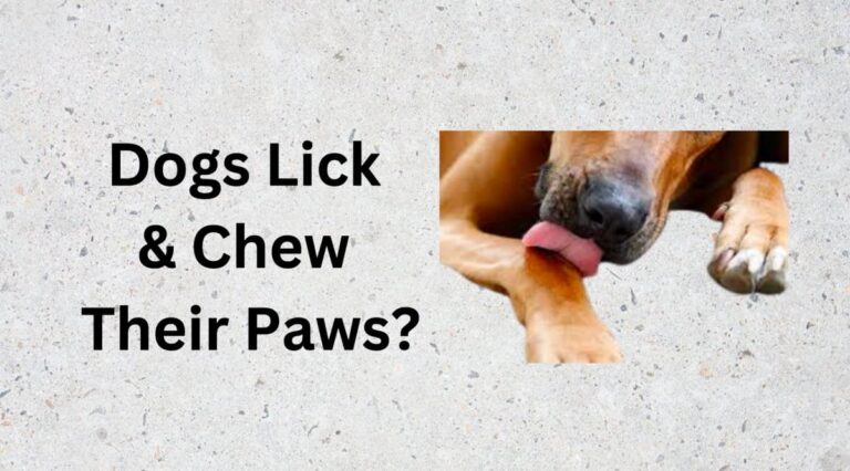 Dogs Lick And Chew Their Paws