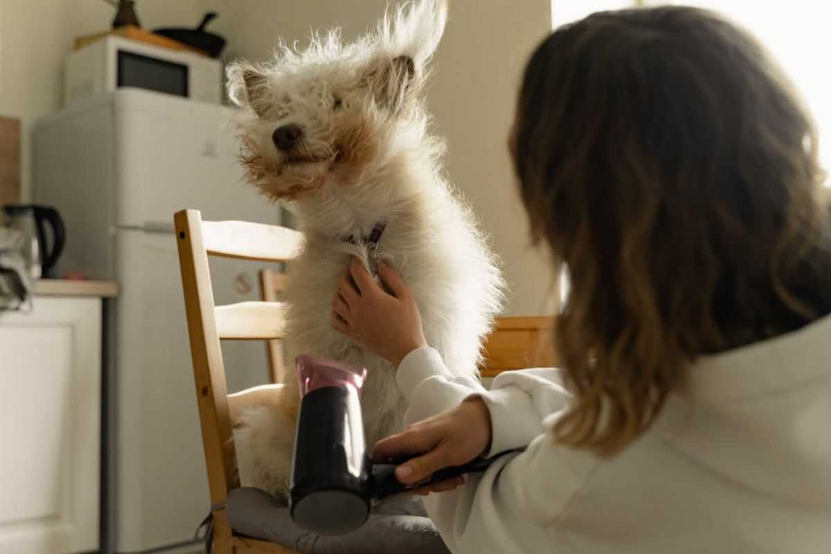 Is It Safe To Blow Dry a Dog?