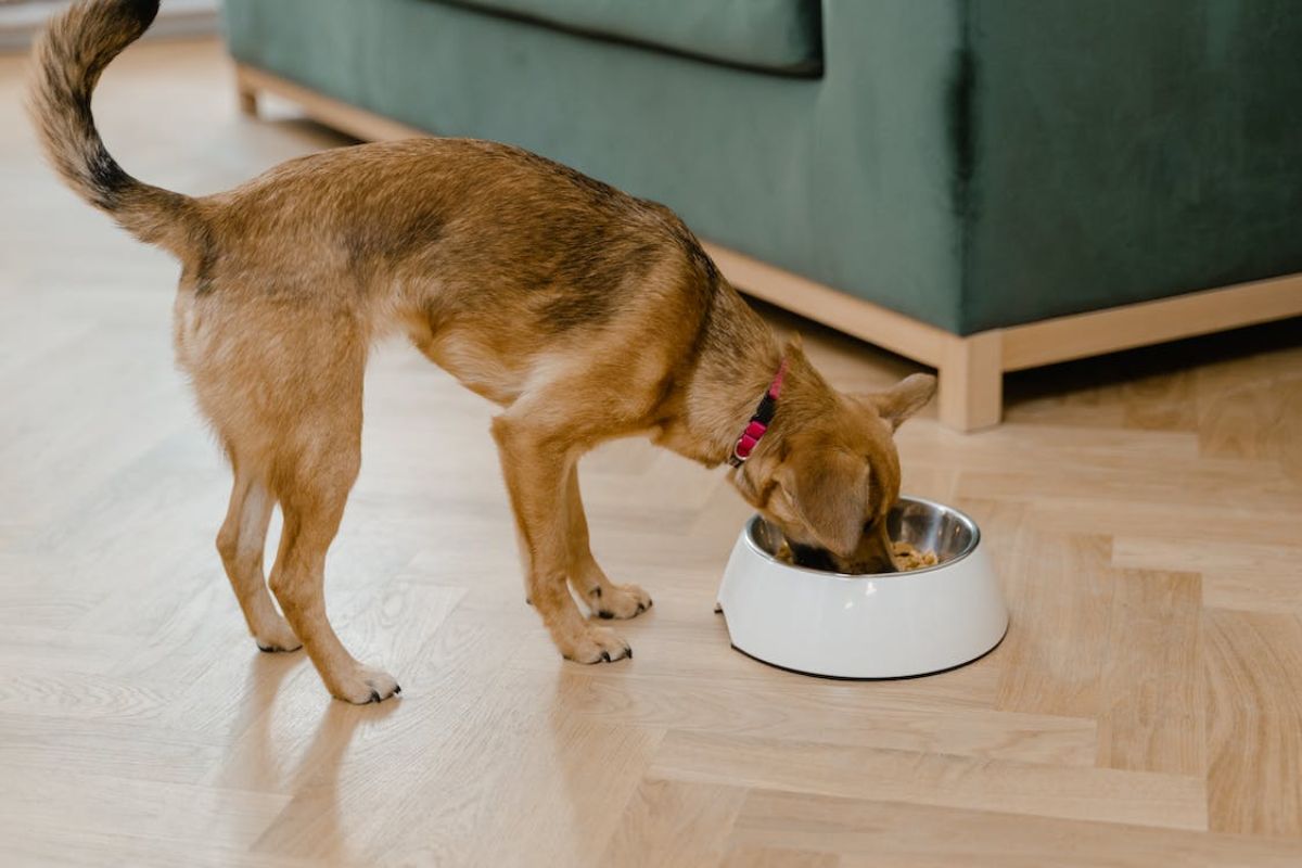 Best Remedies for Soothing Your Dog's Upset Stomach