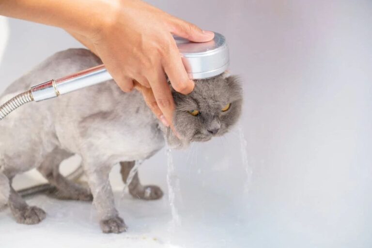 How to Get Rid of Cat Dandruff?