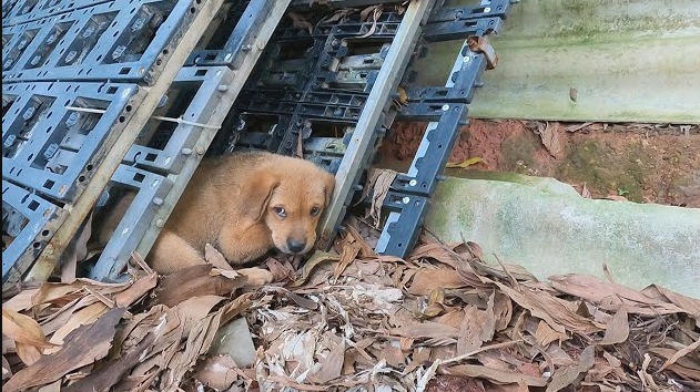 A small, frightened dog, seeking shelter in a corner, in need of care and assistance.