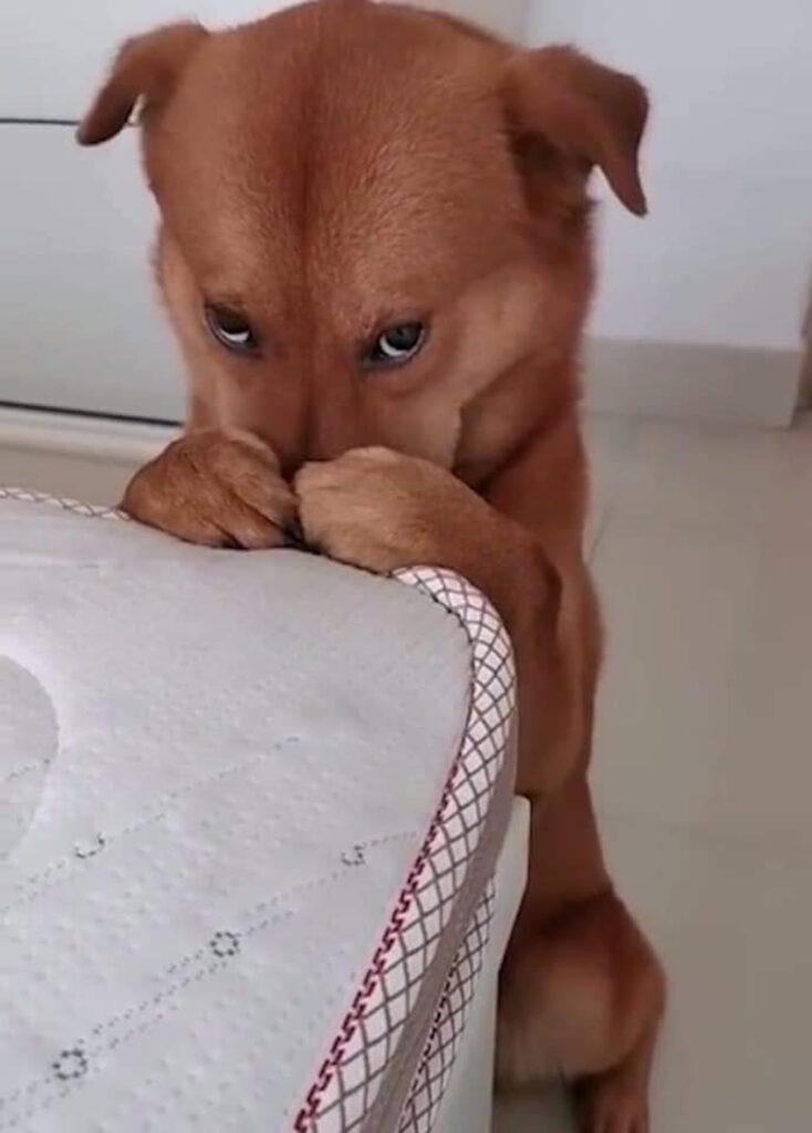 Adorable image of a stubborn dog being scolded for being too naughty