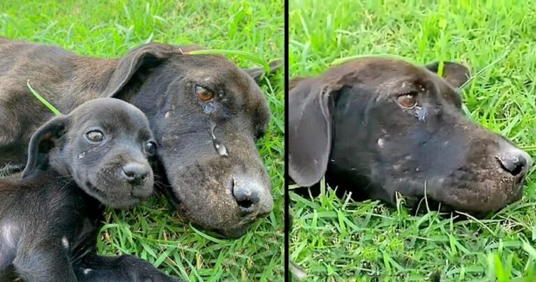 Touching story of a slender and tired dog mother, shedding tears, fighting to raise her child.