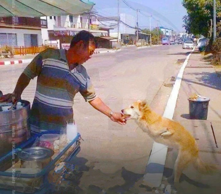A two-legged stray dog roams alone, touched by a street vendor's act of kindness with a heartwarming meal, leaving onlookers deeply moved. ‎