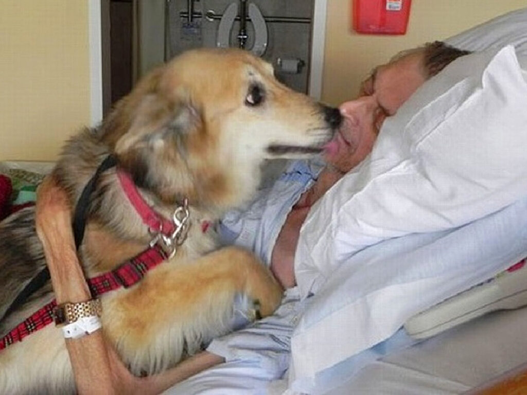 Kevin, the devoted dog, traveled 30km to reunite with its owner in their final days
